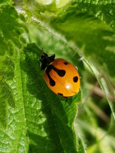 Coccinella septempunctata